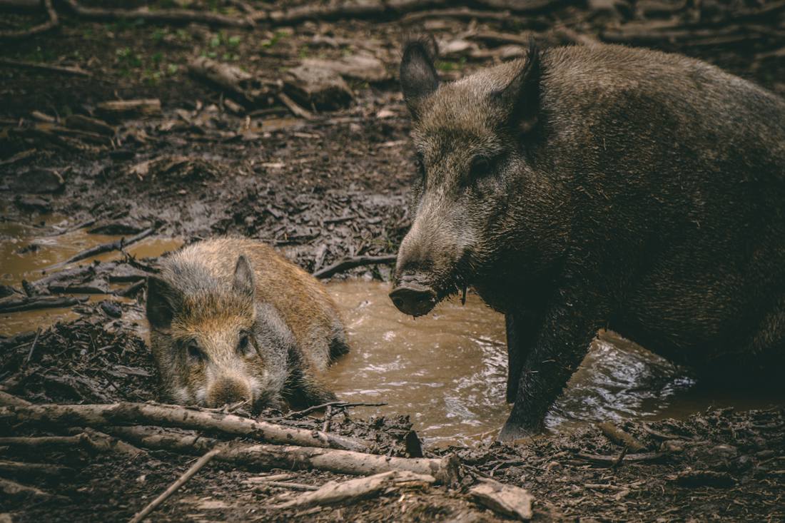 Two feral pigs rooting in a muddy wallow among fallen leaves