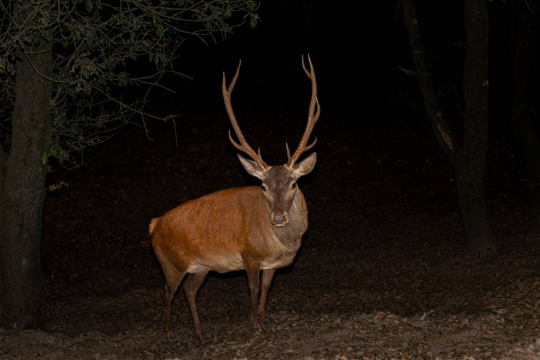A red deer stag standing at the edge of a forest at night
