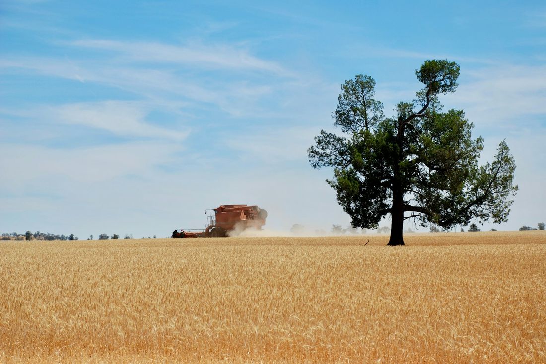 Dry grass paddock with a lone gum tree and a round hay bale