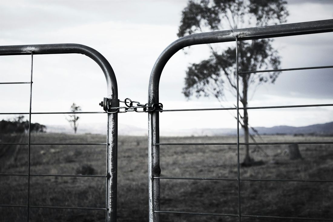 Steel farm gate and wire fence with a gum tree in the paddock beyond